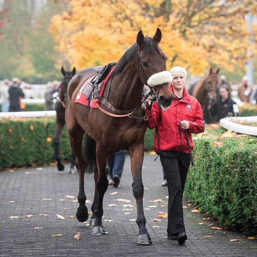 Professional horse handler at Exeter racecourse