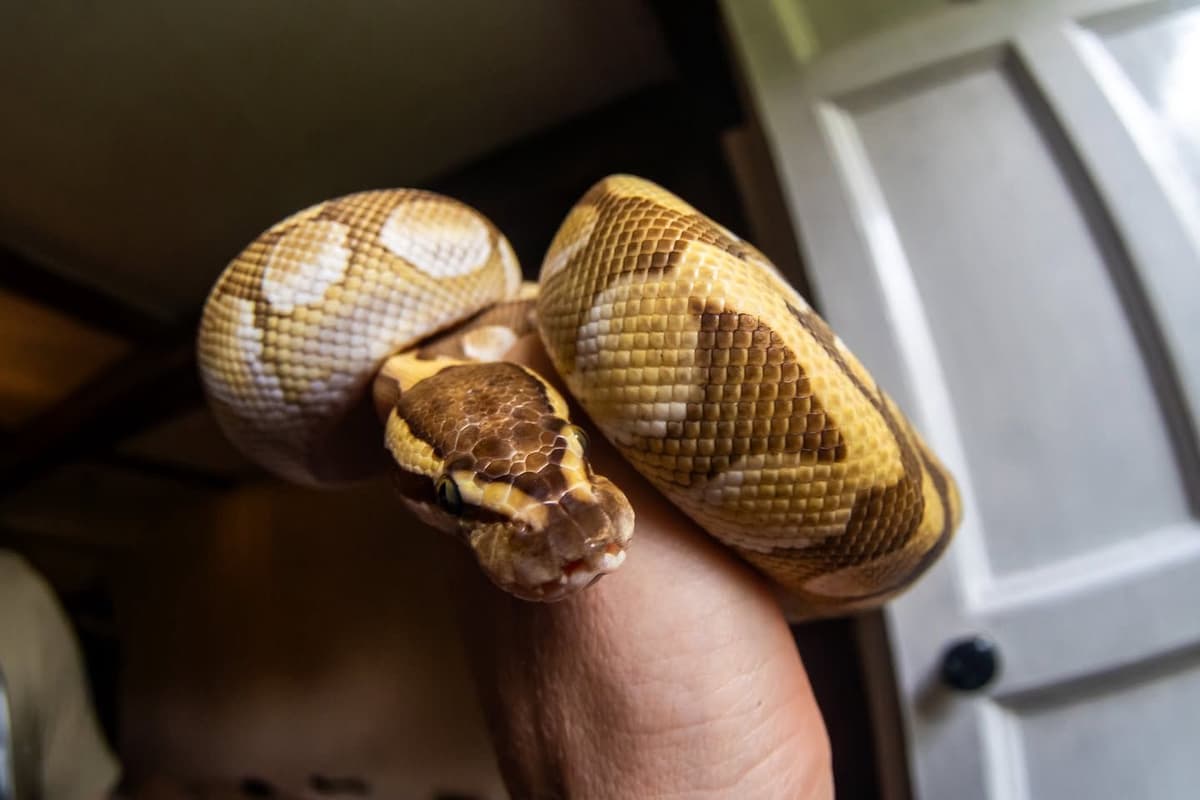 Ball python handling and exotic pet care
