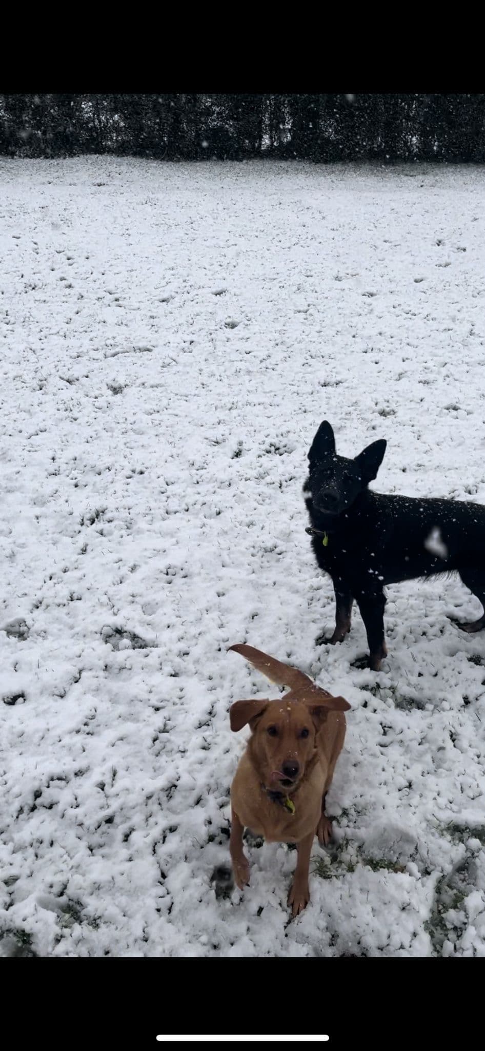 Dog walking in all weather