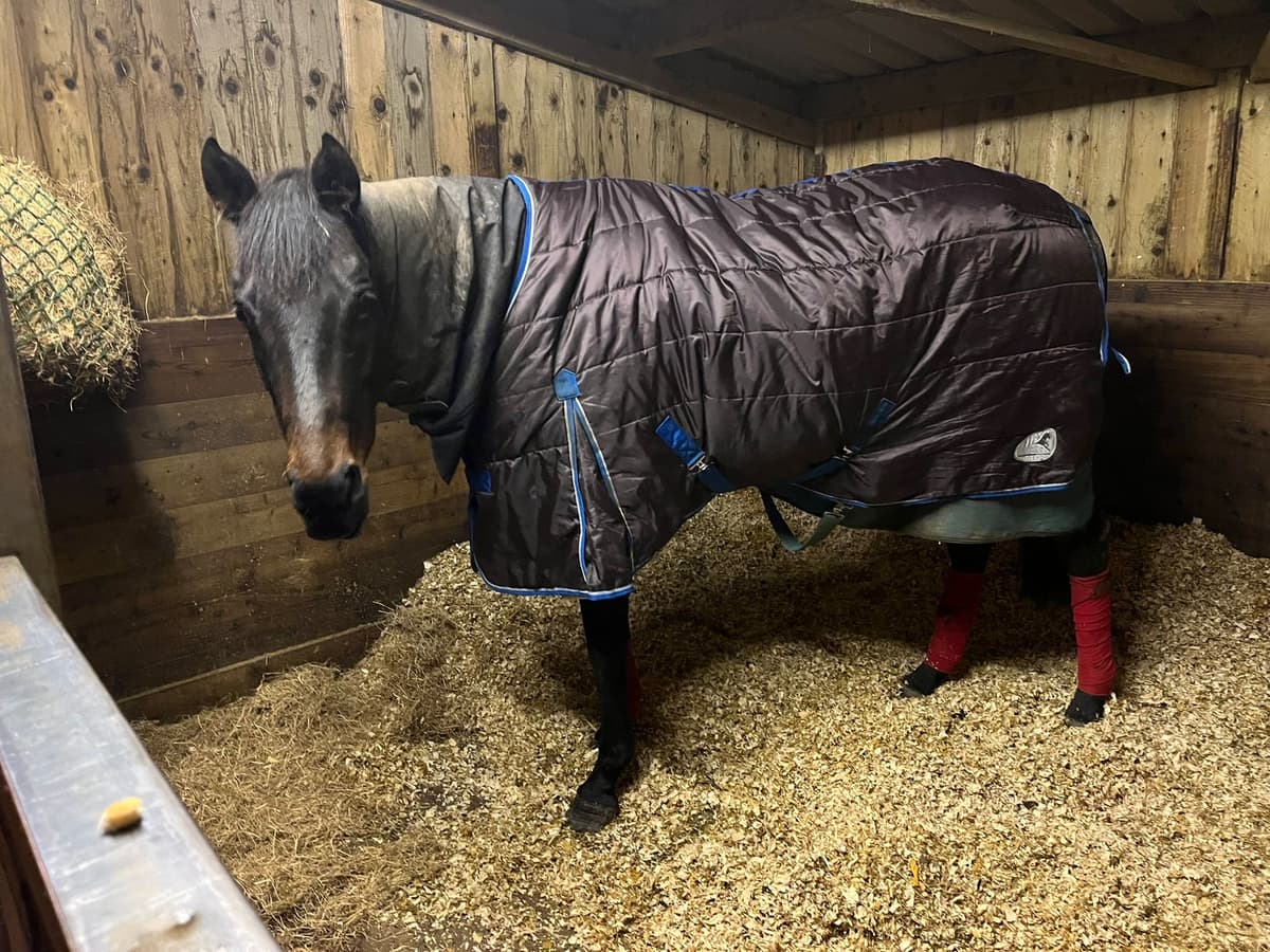 Equine Daily Care in Exeter & Devon - Professional pet care services