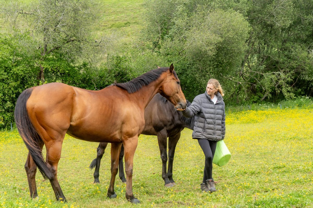 Holiday Yard Cover in Exeter & Devon - Professional pet care services