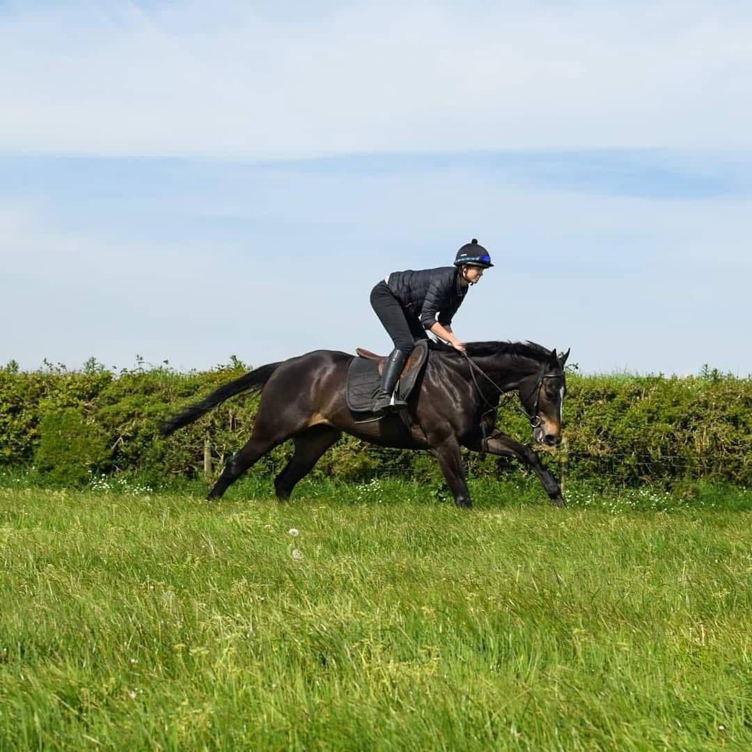 Horse Exercise in Exeter & Devon - Professional pet care services