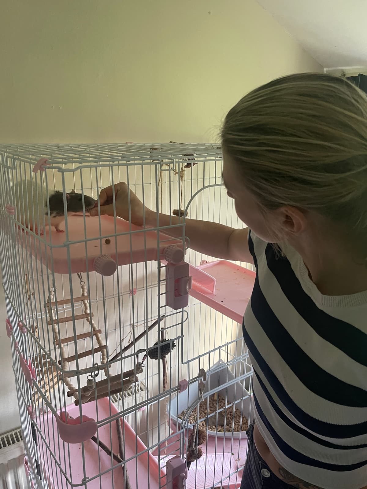 Home Pet Visits in Exeter & Devon - Professional pet care services