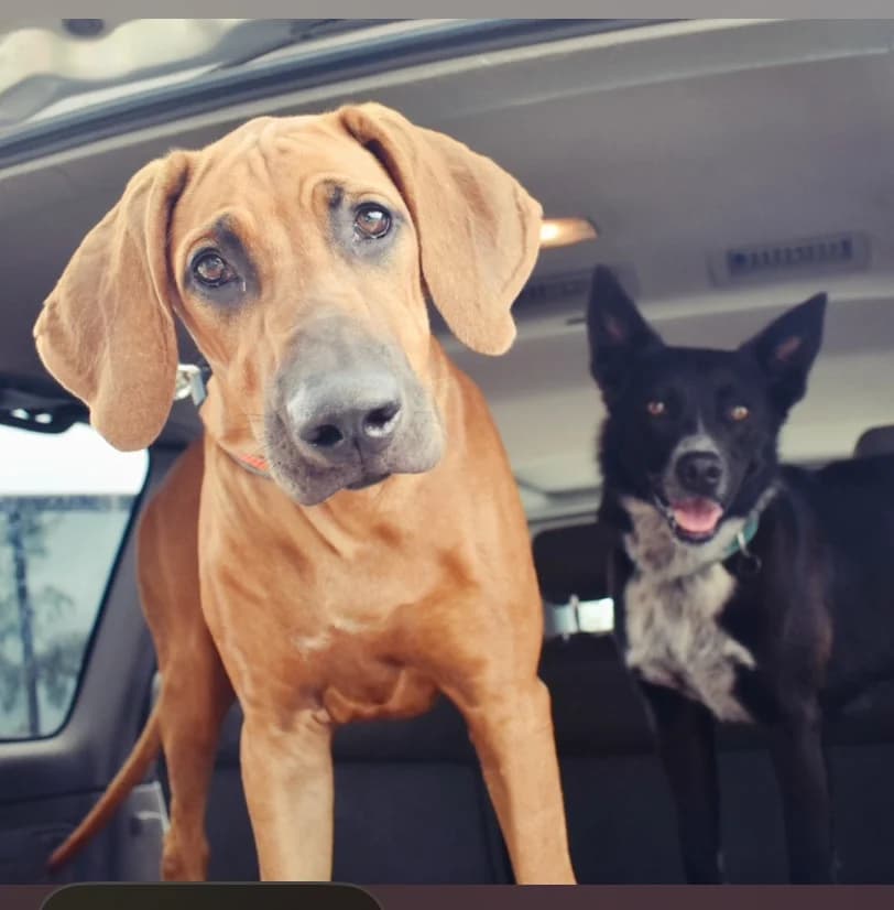 Ruby and Ivy - Angela Wright's pet