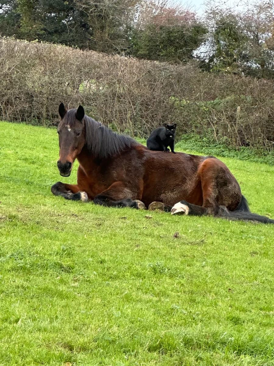 Teddy and Bat - Laura Agar's pet